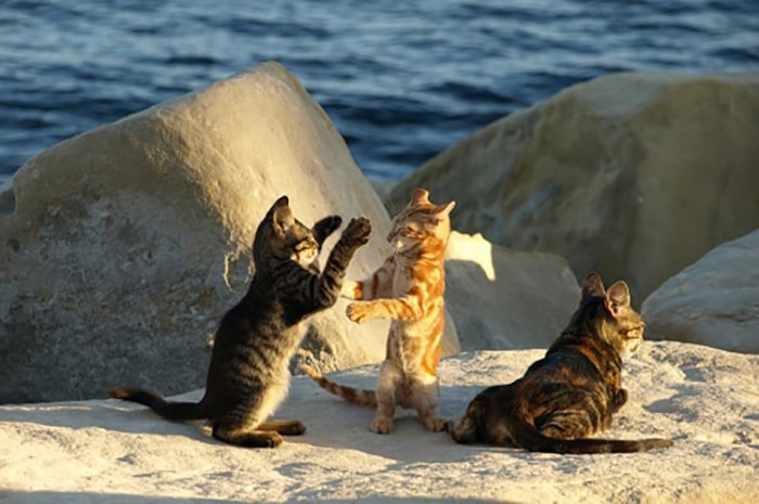 Đảo mèo AOSHIMA - Nơi trú ngụ của các bạn nhỏ  hoàng thượng 4 chân