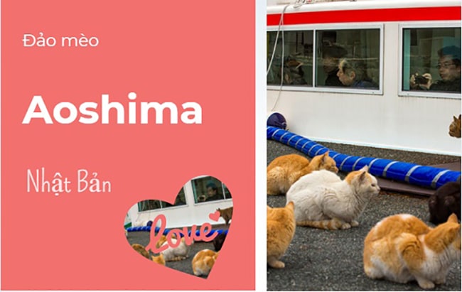 Đảo mèo AOSHIMA - Nơi trú ngụ của các bạn nhỏ hoàng thượng 4 chân
