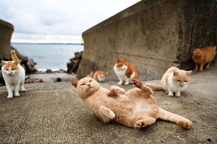 Đảo mèo AOSHIMA - Nơi trú ngụ của các bạn nhỏ  hoàng thượng 4 chân