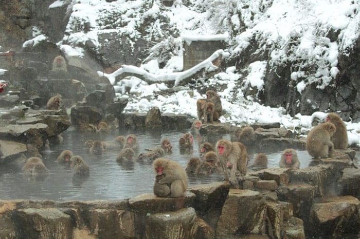 Snow Monkey Park - Nơi ngắm những chú khỉ tuyết khỏa thân tại Nhật Bản