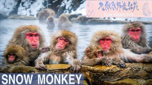 Snow Monkey Park - Nơi ngắm những chú khỉ tuyết khỏa thân tại Nhật Bản