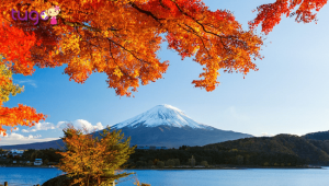 Mùa thu Nhật Bản - Những loài cây tiêu biểu