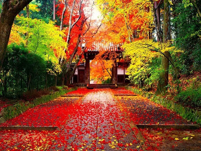 Mùa thu Nhật Bản - Những loài cây tiêu biểu