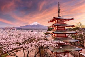 Ý nghĩa về biểu tượng loài hoa anh đào ở Nhật Bản
